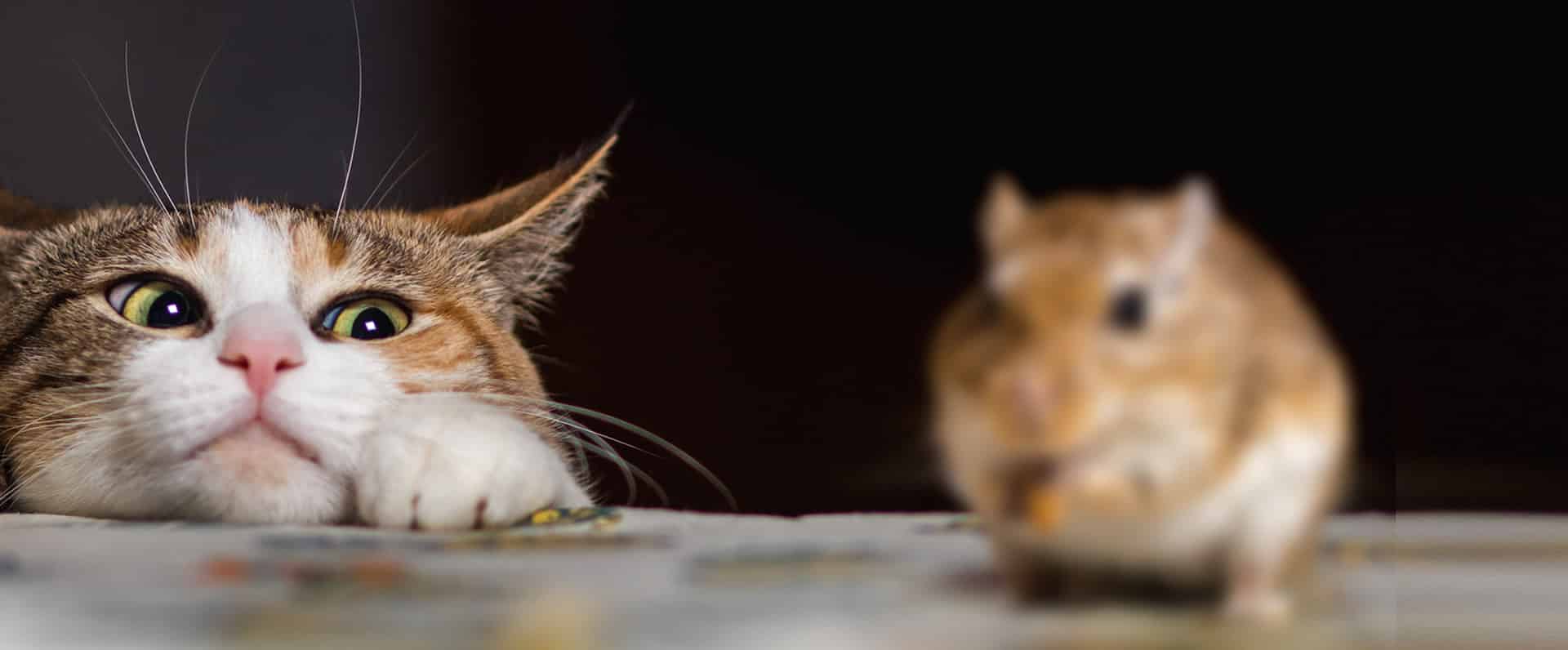 Desratización en Fuenlabrada