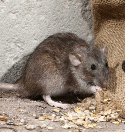 Desratización en Leganés Desratización en Leganés