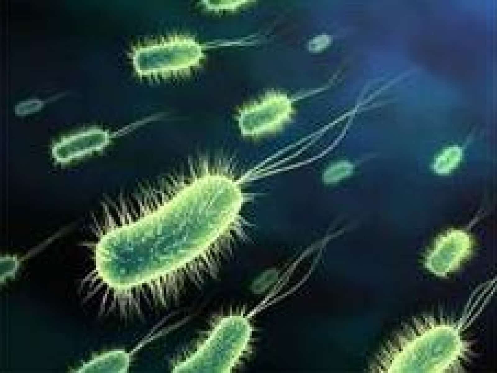 Bacterias