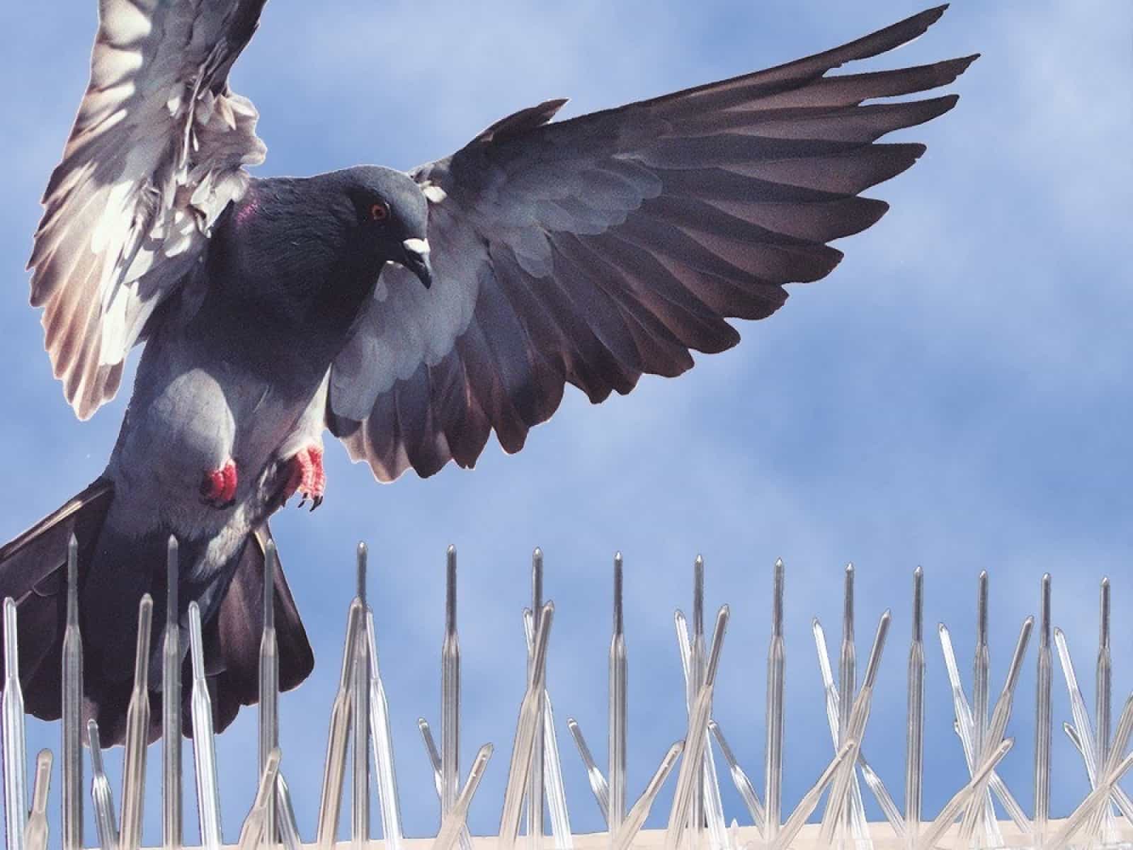 CONTROL DE AVES