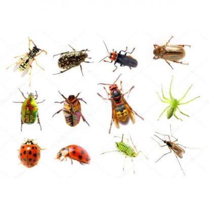 Eliminar chinches madrid sur